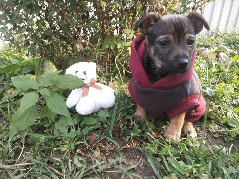 Собаки в Санкт-Петербурге: Две маленькие кнопки ищут дом Мальчик, Бесплатно - фото 7