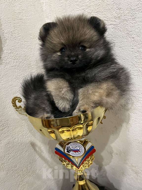 Собаки в Балашихе: Померанский шпиц мальчик Мальчик, 35 000 руб. - фото 3
