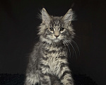 Кошки в Москве: Мейн-кун котенок Мальчик, Бесплатно - фото 1