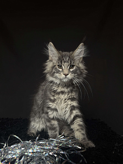 Мейн-кун котенок
