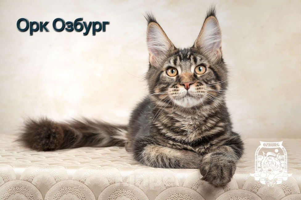 Кошки в Озерске: Черные мраморные котики Мальчик, 40 000 руб. - фото 1