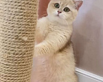 Кошки в Благовещенске: Британский котенок в набивной шубке Мальчик, 50 000 руб. - фото 3