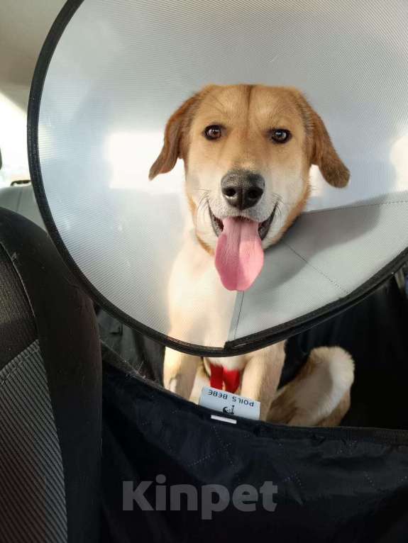 Собаки в Туле: Пес Рэй ищет дом! Мальчик, Бесплатно - фото 4