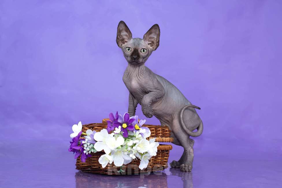 Кошки в Новокузнецке: Котенок канадский сфинкс Эльф Мальчик, Бесплатно - фото 3