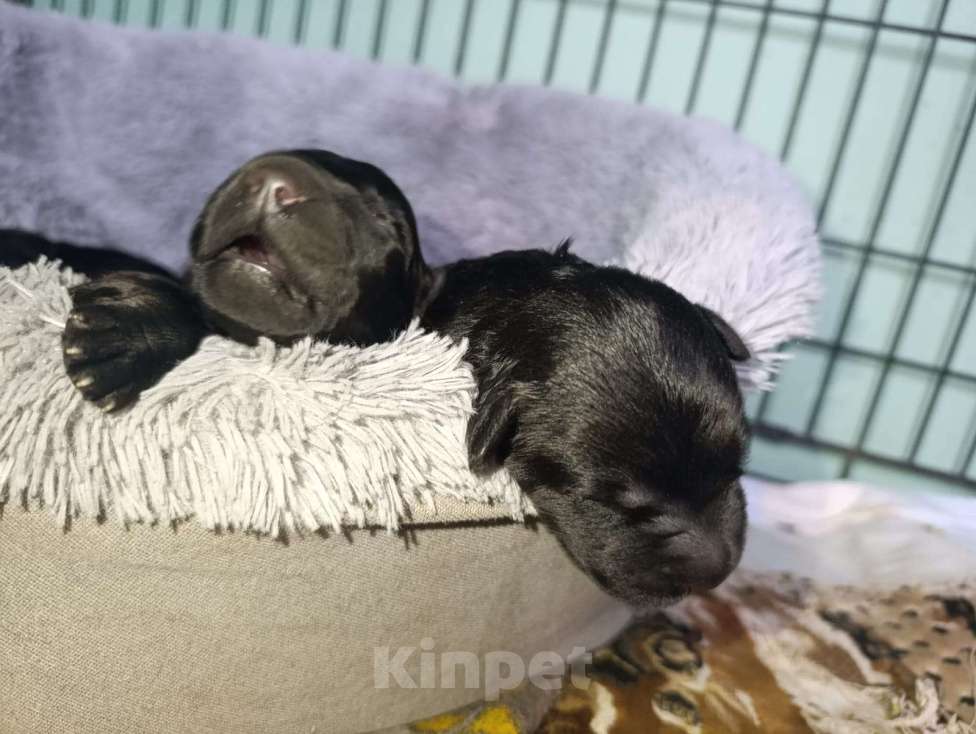 Собаки в Апшеронске: Русский Черный  Терьер щенки  Мальчик, 60 000 руб. - фото 6