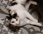 Кошки в Москве: Макси ищет дом Девочка, Бесплатно - фото 3