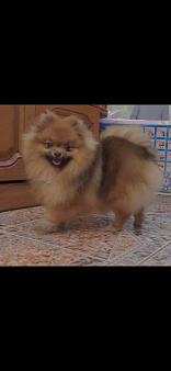 щенок померанского шпица