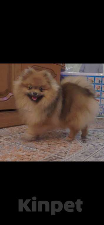 Собаки в Санкт-Петербурге: щенок померанского шпица Девочка, Бесплатно - фото 1