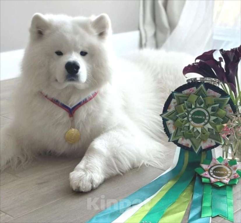 Собаки в Москве: Самоеды детки Девочка, 50 000 руб. - фото 3