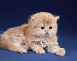 Кошки в Санкт-Петербурге: Британский длинношерстный котик Мальчик, Бесплатно - фото 2