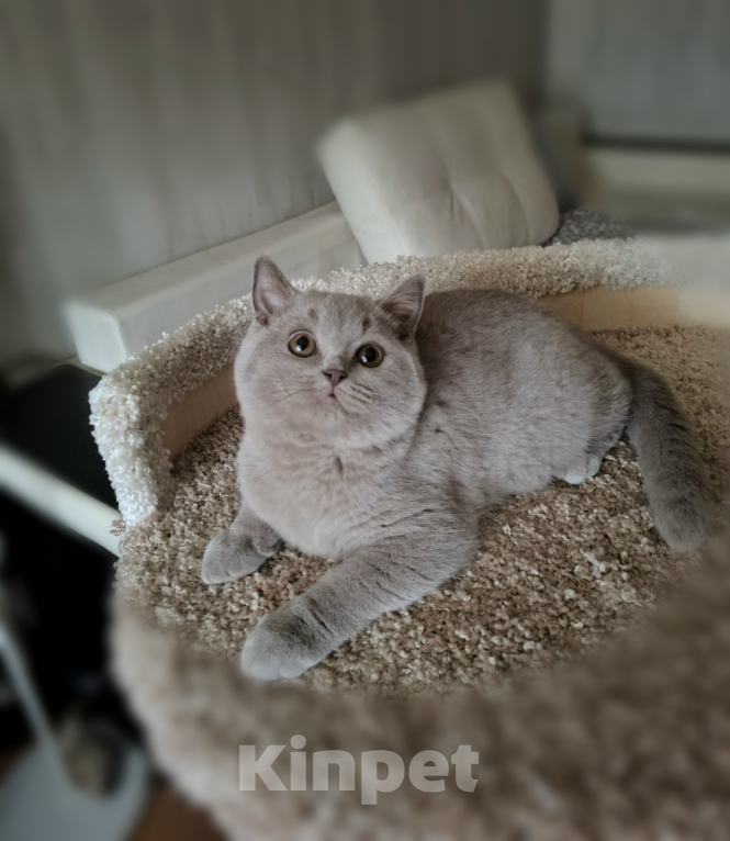 Кошки в Санкт-Петербурге: Британский котенок лилового окраса. Мальчик, Бесплатно - фото 5