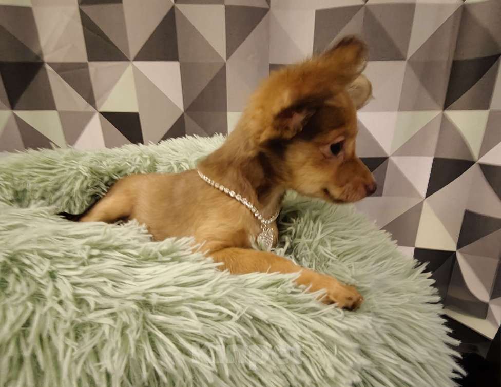 Собаки в Тюмени: Девочка тоечка😘 Девочка, 55 000 руб. - фото 9