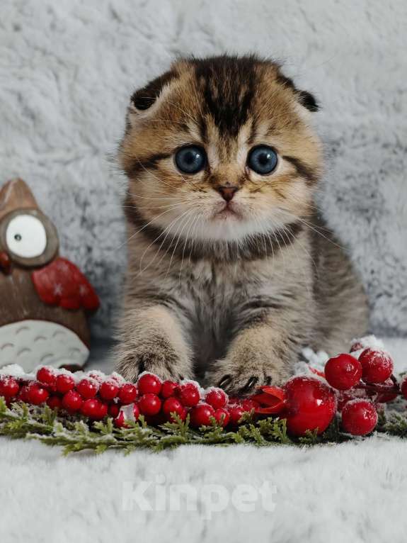 Кошки в Москве: Породистые шотландские котята Мальчик, 70 000 руб. - фото 6