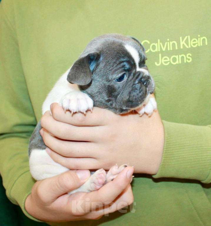 Собаки в Москве: Французская элита Девочка, 100 000 руб. - фото 9