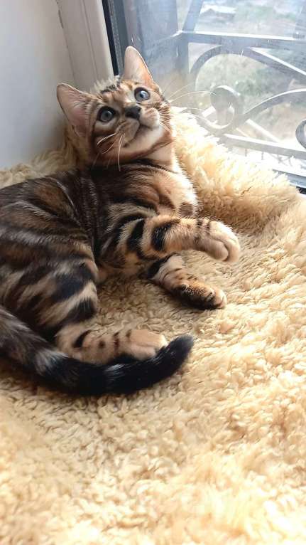 Кошки в Москве: Бенгальский мальчик Мальчик, 30 000 руб. - фото 3