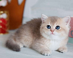 Кошки в Владивостоке: Котенок. Британская шиншилла Девочка, 80 000 руб. - фото 2