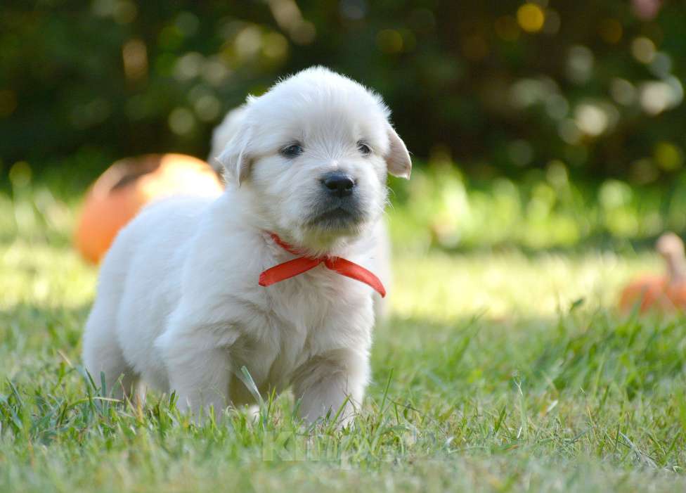 Собаки в Москве: Щенки золотистого ретривера. Мальчик, Бесплатно - фото 7