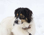 Собаки в Москве: Белый Бим пушистые ушки ищет дом! Мальчик, Бесплатно - фото 2