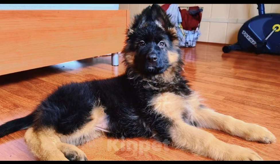 Собаки в Москве: Элитные щенки немецкой овчарки длиношерстные Девочка, 40 000 руб. - фото 6