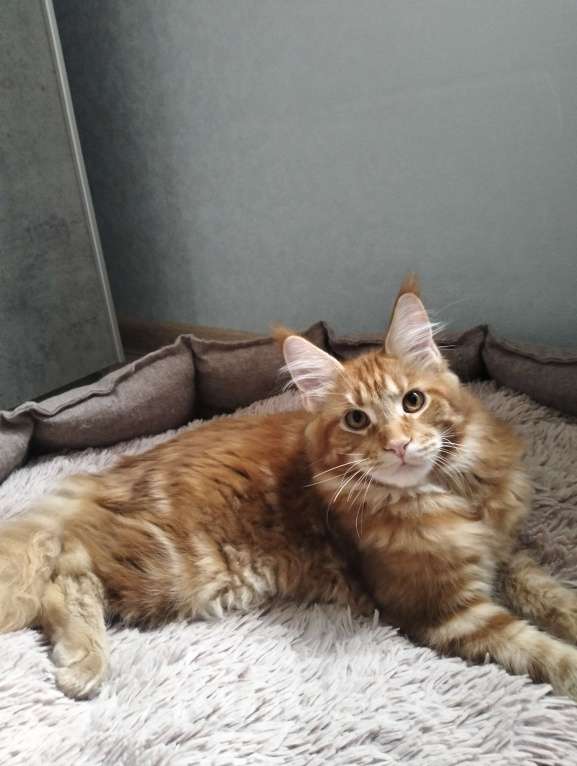 Кошки в Сергиеве Посаде: Котёнок мейн-кун  Мальчик, 40 000 руб. - фото 3