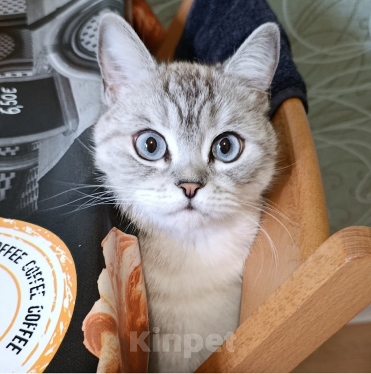 Кошки в Балашихе: Плюшевые милашки Девочка, 15 000 руб. - фото 9