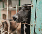 Собаки в Сочи: Пума из приюта Поводог Сочи Отправка в любой город Девочка, Бесплатно - фото 1