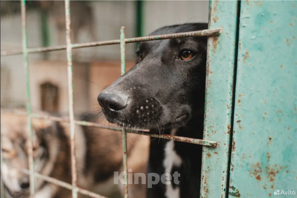 Собаки в Сочи: Пума из приюта Поводог Сочи Отправка в любой город Девочка, Бесплатно - фото 1