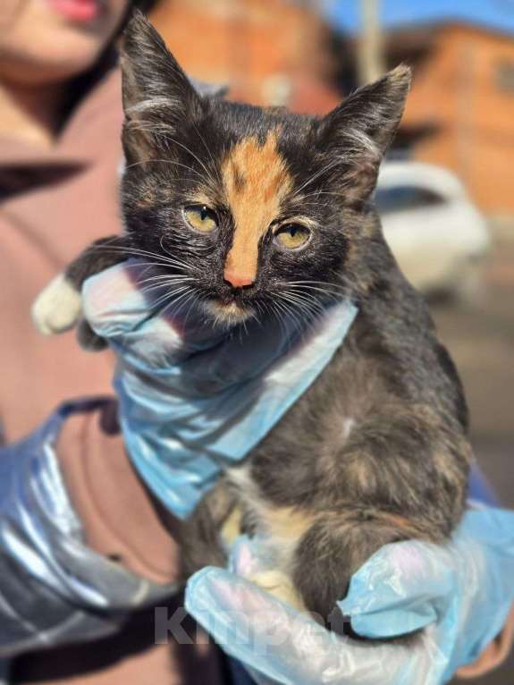 Кошки в Москве: Малыши ищут дом Разнополые, Бесплатно - фото 5