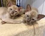 Кошки в Санкт-Петербурге: Бурманский  котенок ( Шампань -эксклюзив) Мальчик, 35 000 руб. - фото 2