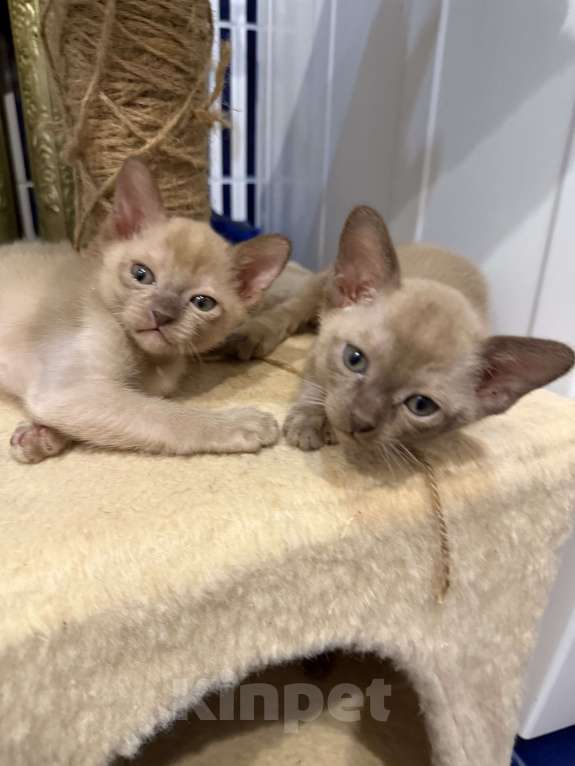 Кошки в Санкт-Петербурге: Бурманский  котенок ( Шампань -эксклюзив) Мальчик, 35 000 руб. - фото 2