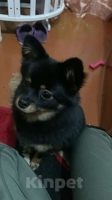 Собаки в Барнауле: Продам щенка шпица  Девочка, 10 000 руб. - фото 2