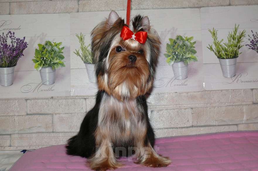 Собаки в Королеве: Йорк девочка, Девочка, 85 000 руб. - фото 3
