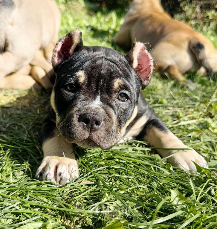 Собаки в Александрове: Ласковая девочка американский булли Девочка, 110 000 руб. - фото 8