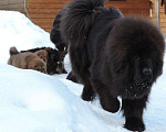 Собаки в Москве: Тибетский мастиф вязка, 1 руб. - фото 2