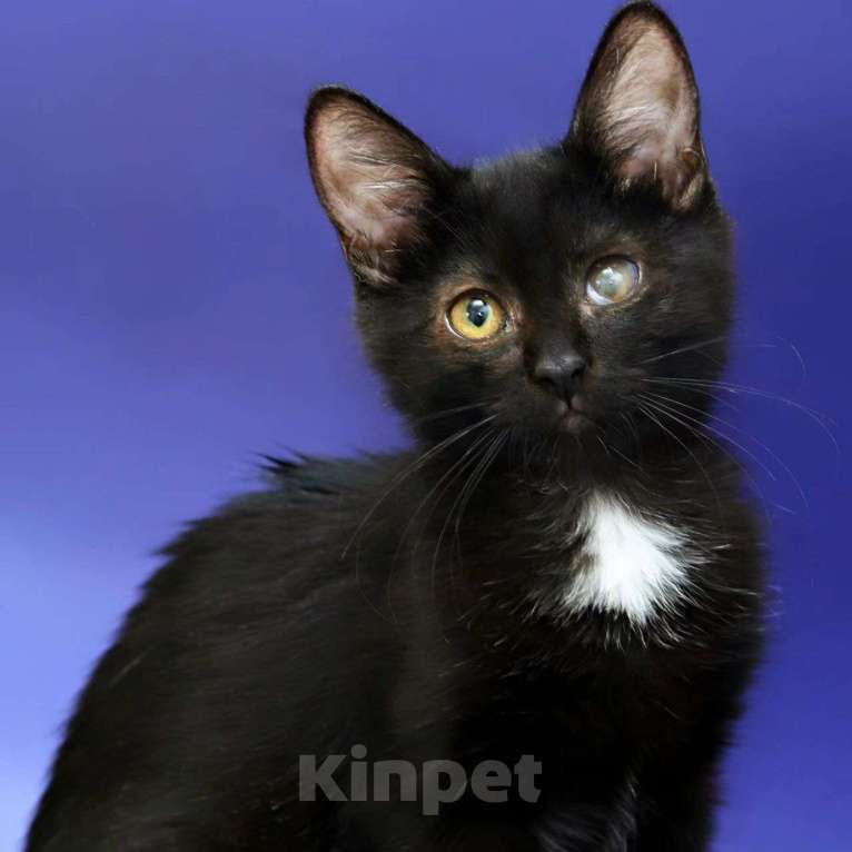 Кошки в Москве: Малышка Марины Девочка, Бесплатно - фото 5