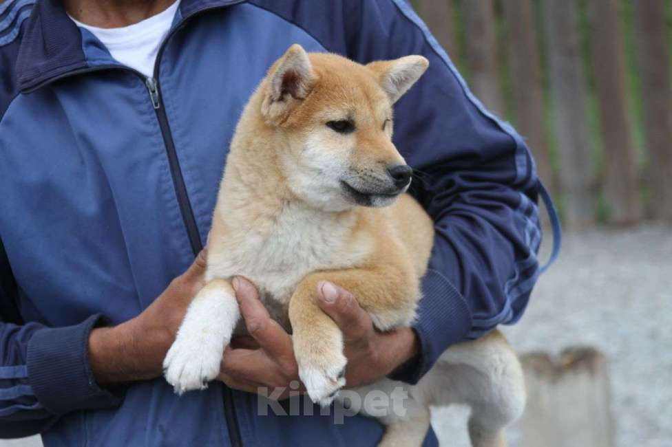Собаки в Самаре: Мальчик сиба Мальчик, 35 000 руб. - фото 1
