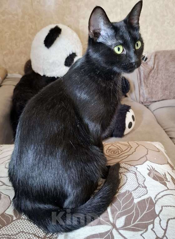 Кошки в Калуге: Кошка в добрые руки  Девочка, Бесплатно - фото 4