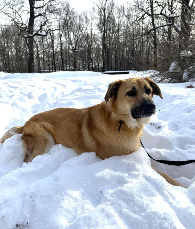 Собаки в Москве: Собака бесплатно в Москве Мальчик, Бесплатно - фото 9