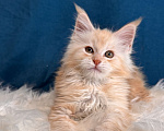 Кошки в Москве: Котенок мейн-кун, мальчик , шадед линия Мальчик, Бесплатно - фото 2