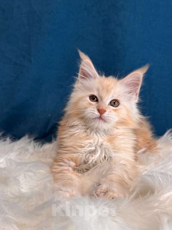 Кошки в Москве: Котенок мейн-кун, мальчик , шадед линия Мальчик, Бесплатно - фото 2