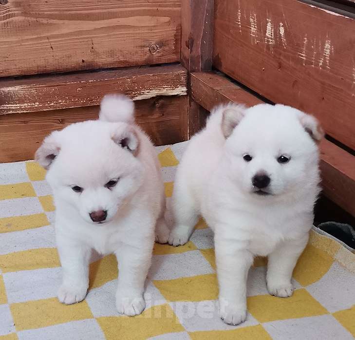 Собаки в Москве: Ми-ми-мишки Мальчик, 60 000 руб. - фото 2