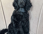 Собаки в Люберцах: Продается щенок той пуделя Мальчик, 10 руб. - фото 4