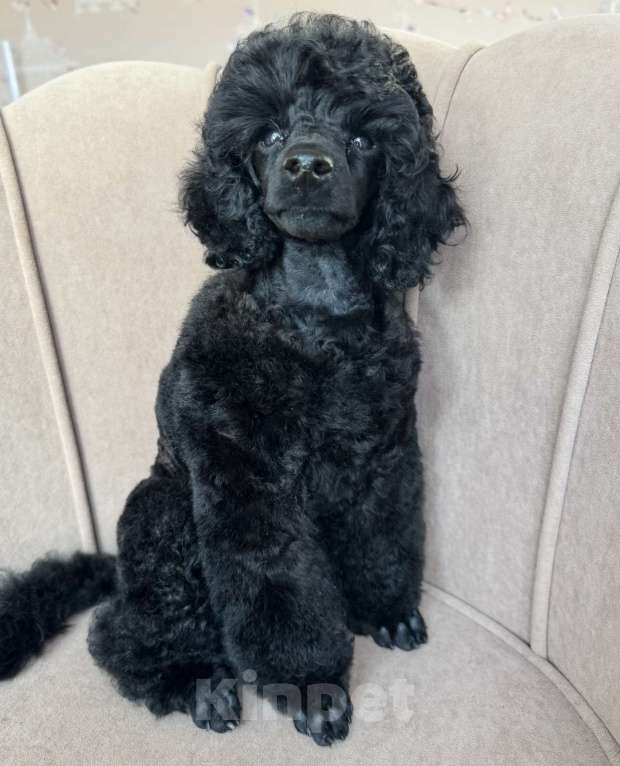 Собаки в Люберцах: Продается щенок той пуделя Мальчик, 10 руб. - фото 4