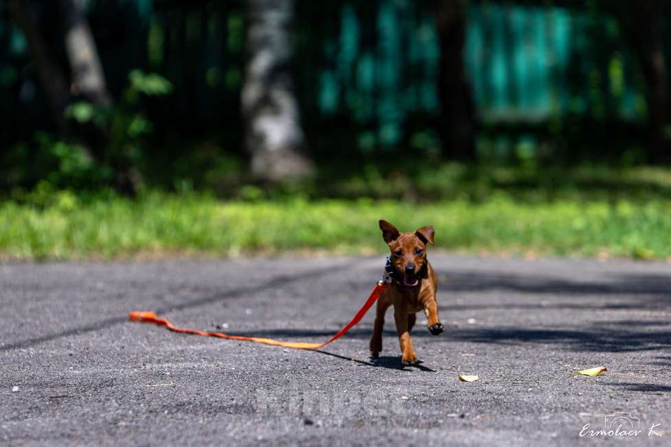 Собаки в Подольске: Цвергпинчер Оти Пампкин Девочка, 50 000 руб. - фото 3