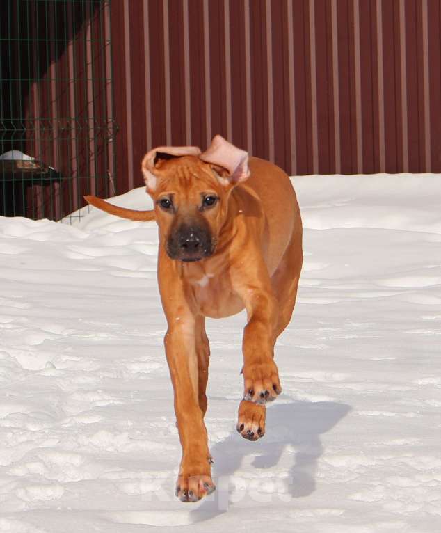 Собаки в Москве: Девочка Родезийского Риджбека Девочка, Бесплатно - фото 2