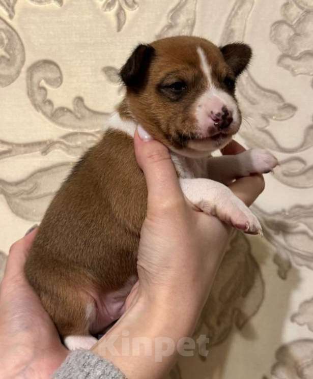Собаки в Москве: Очаровательный мальчик Басенджи Мальчик, 90 000 руб. - фото 3