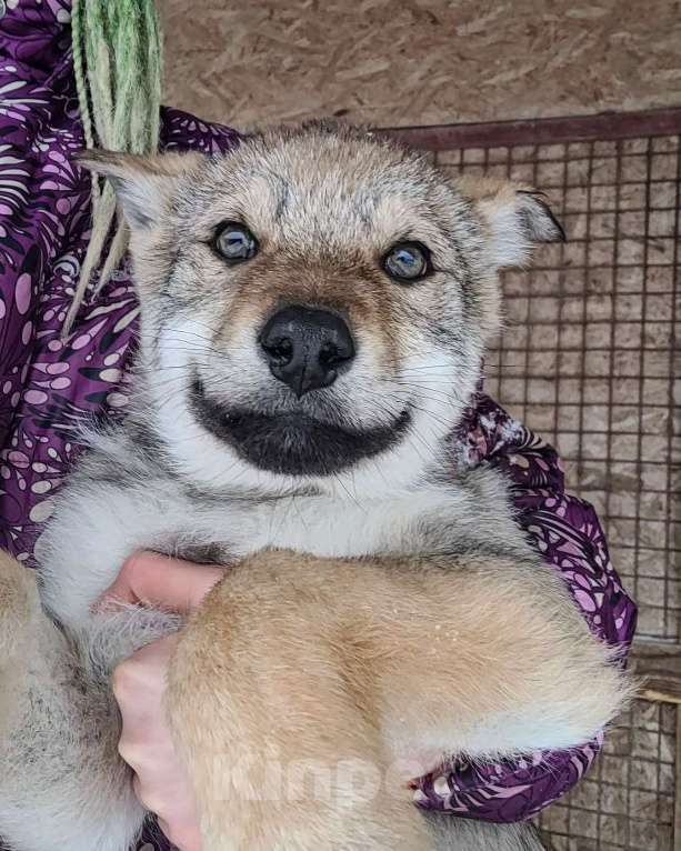 Собаки в Рязани: Щенок мальчик волчьей собаки Мальчик, 100 000 руб. - фото 3