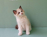 Кошки в Пензе: Котёнок породы Рэгдолл - Brain Мальчик, 65 000 руб. - фото 6