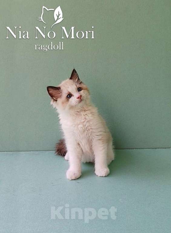 Кошки в Пензе: Котёнок породы Рэгдолл - Brain Мальчик, 65 000 руб. - фото 6