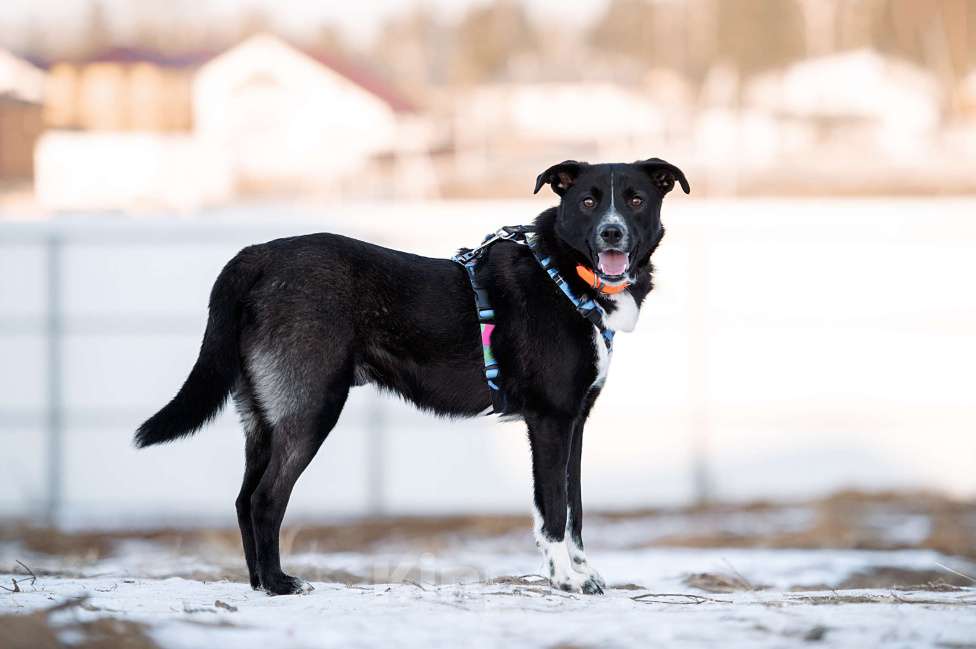Собаки в Москве: Дизель Мальчик, Бесплатно - фото 3